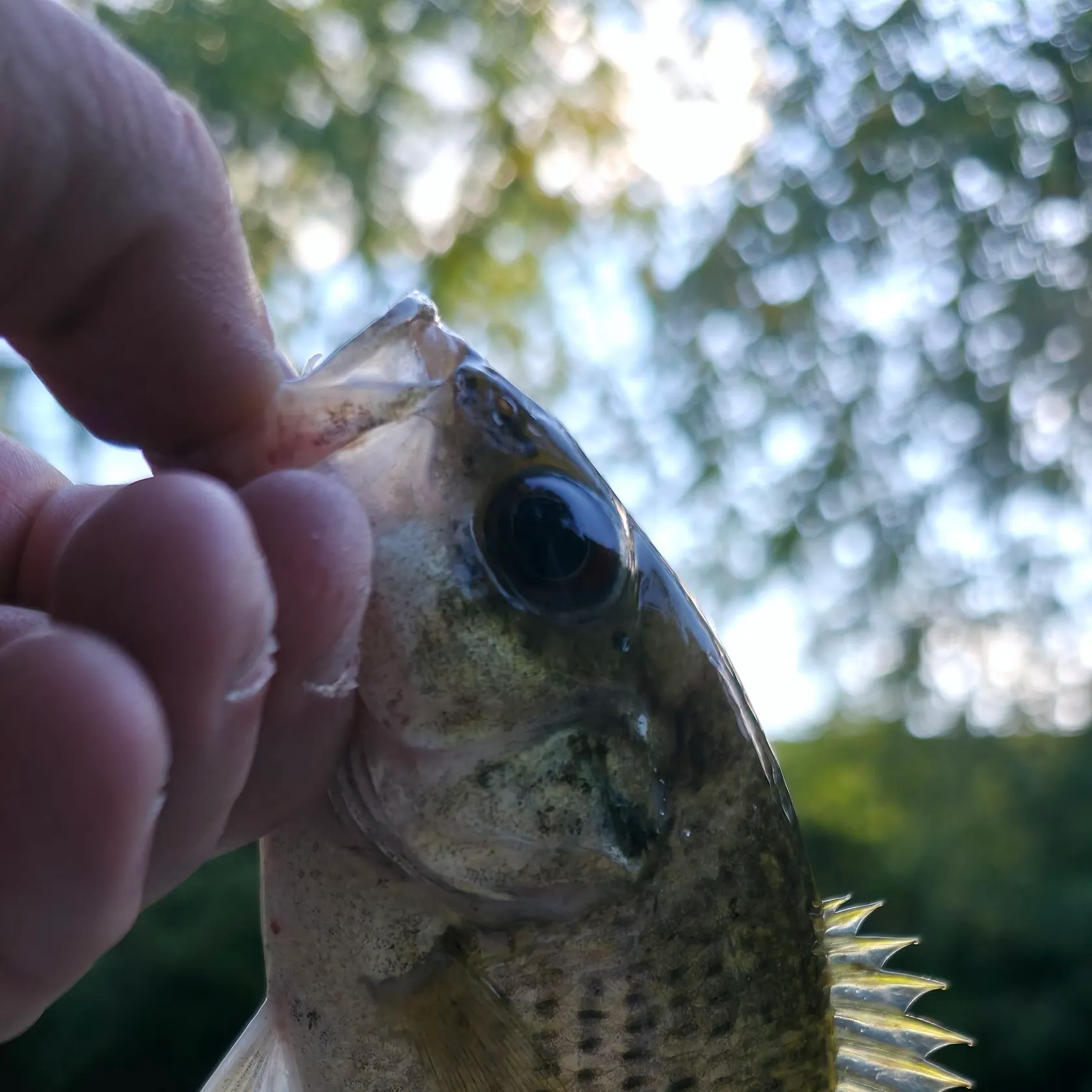 Rock bass caught on Fishbrain