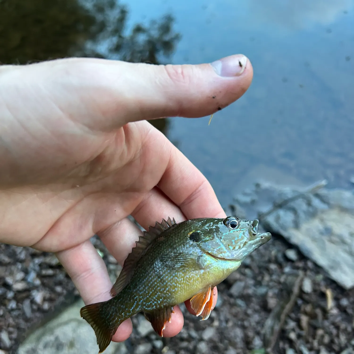 Green sunfish caught on Fishbrain