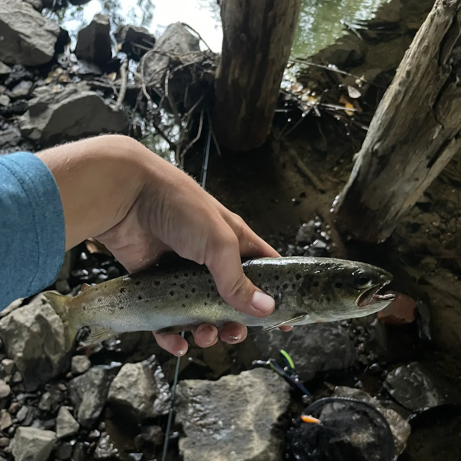 Spotted seatrout caught on Fishbrain
