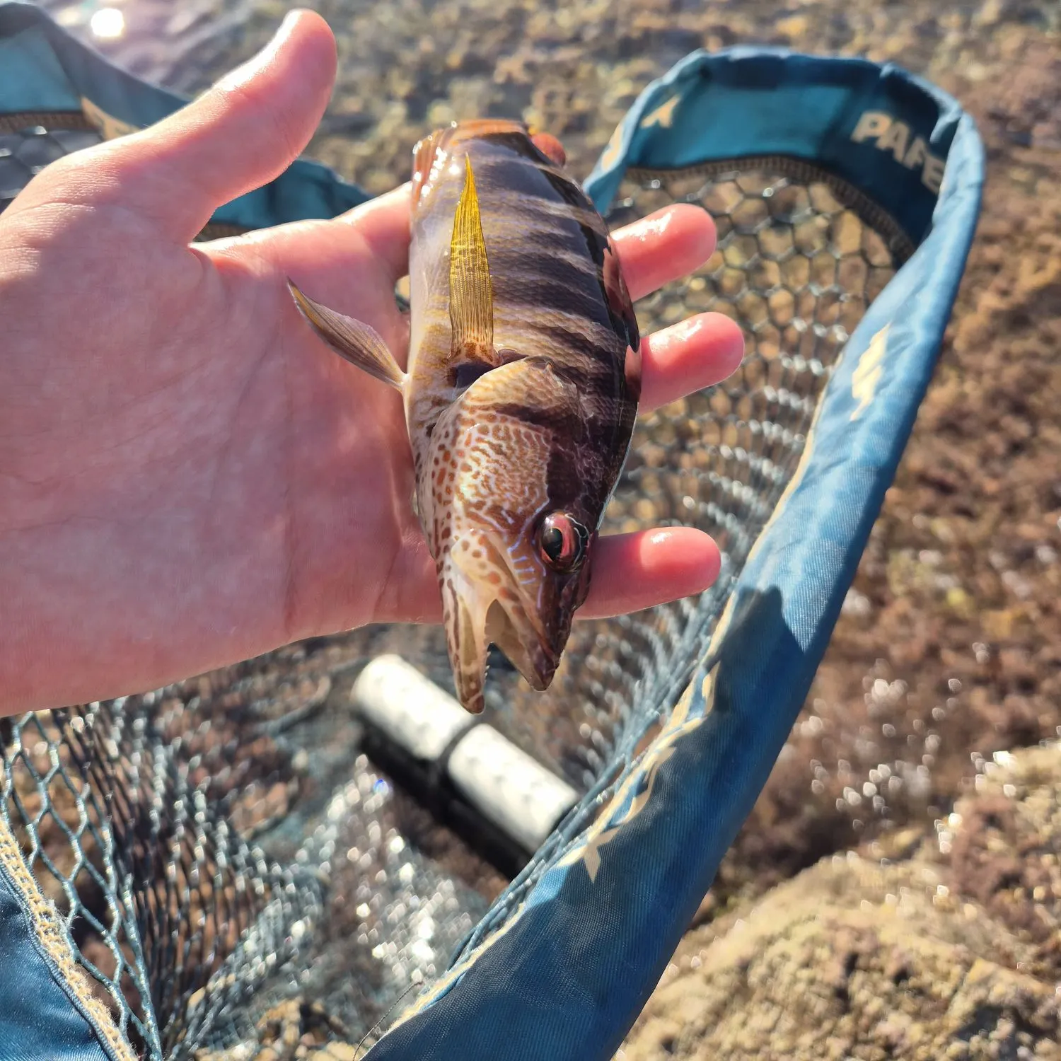 Painted comber caught on Fishbrain