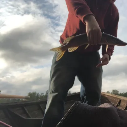 Northern pike caught on Fishbrain