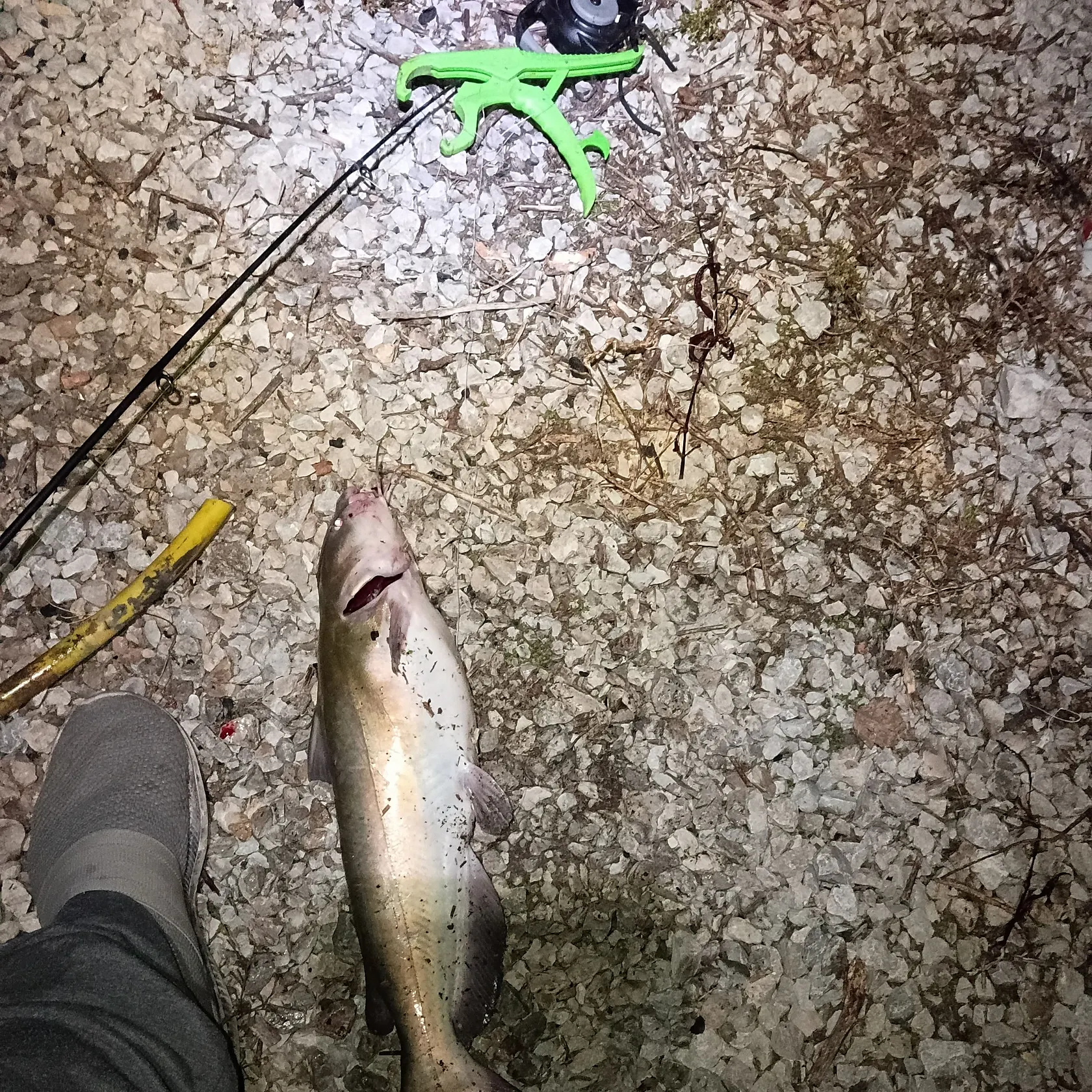 Channel catfish caught on Fishbrain