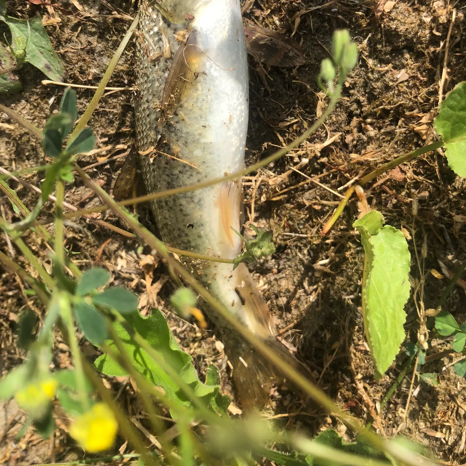 The most recent Mediterranean barbel catches on Fishbrain