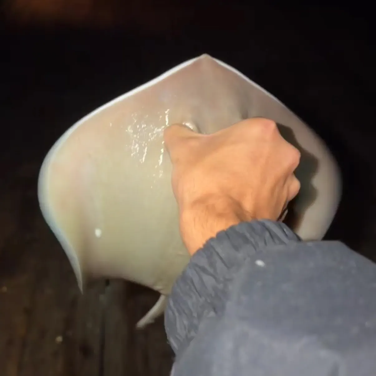 Atlantic stingray caught on Fishbrain