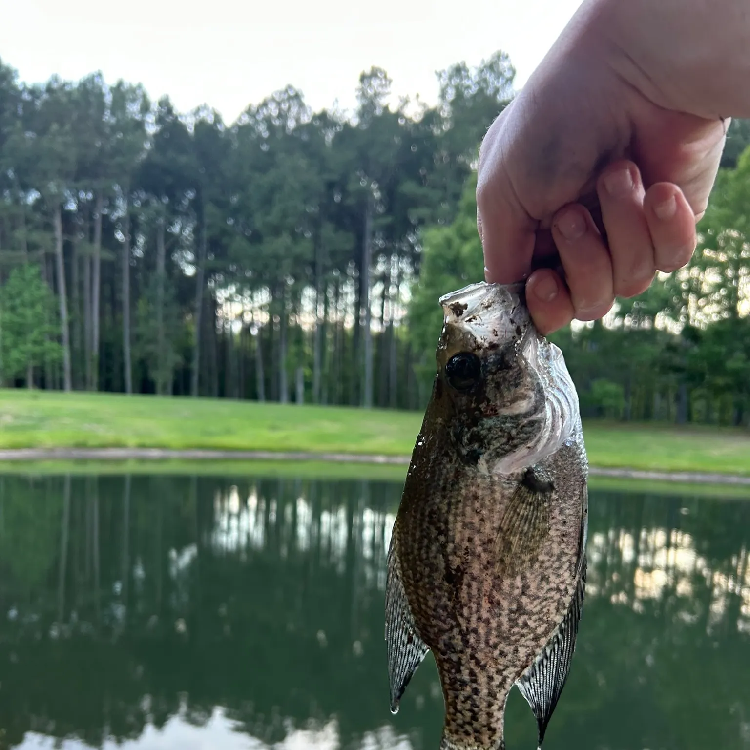 The most recent Black crappie catches on Fishbrain