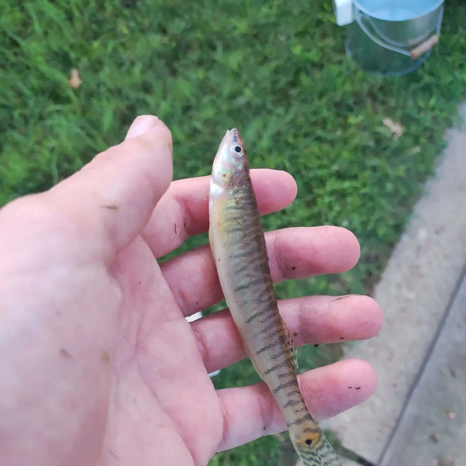 The most recent Common logperch catches on Fishbrain