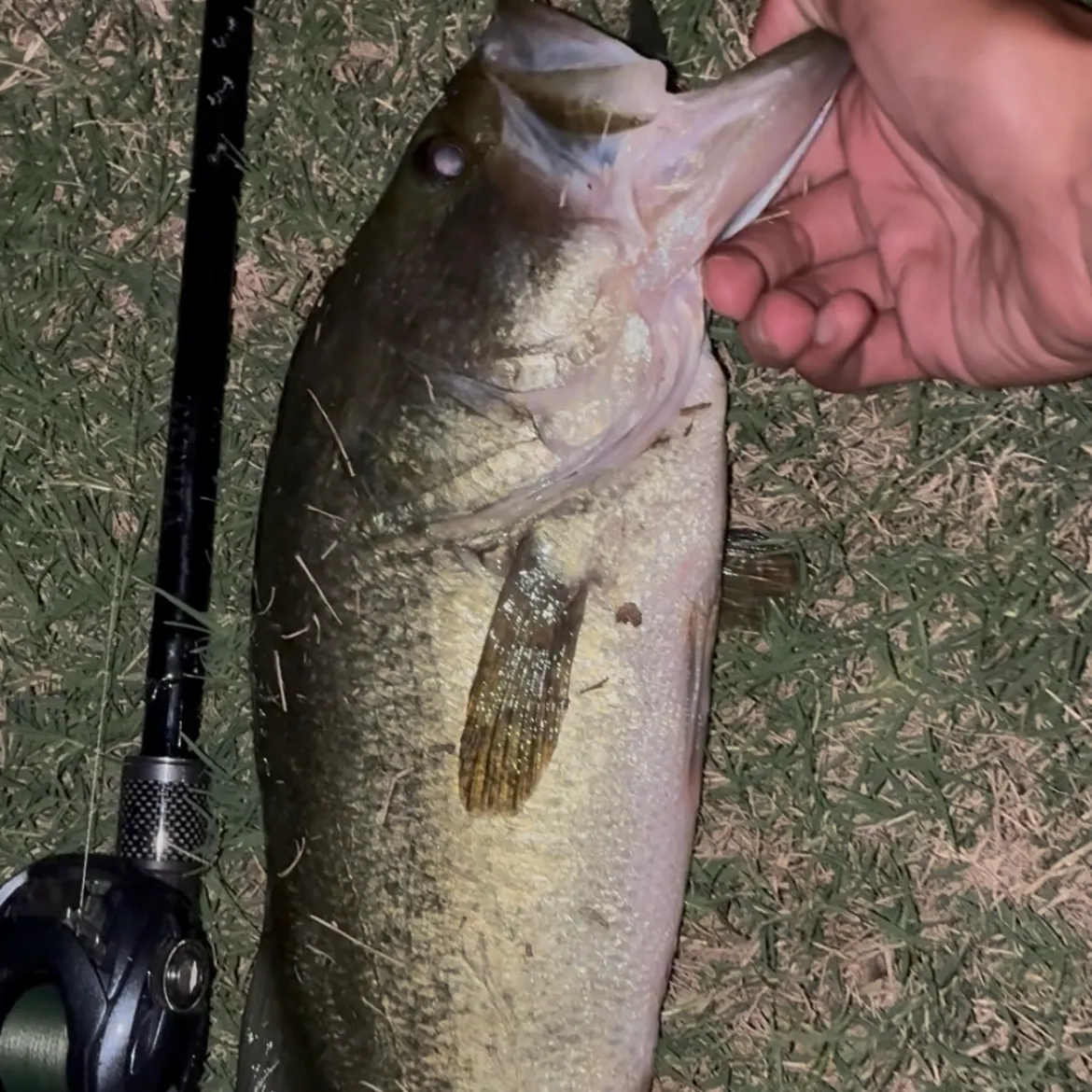 Largemouth bass caught on Fishbrain