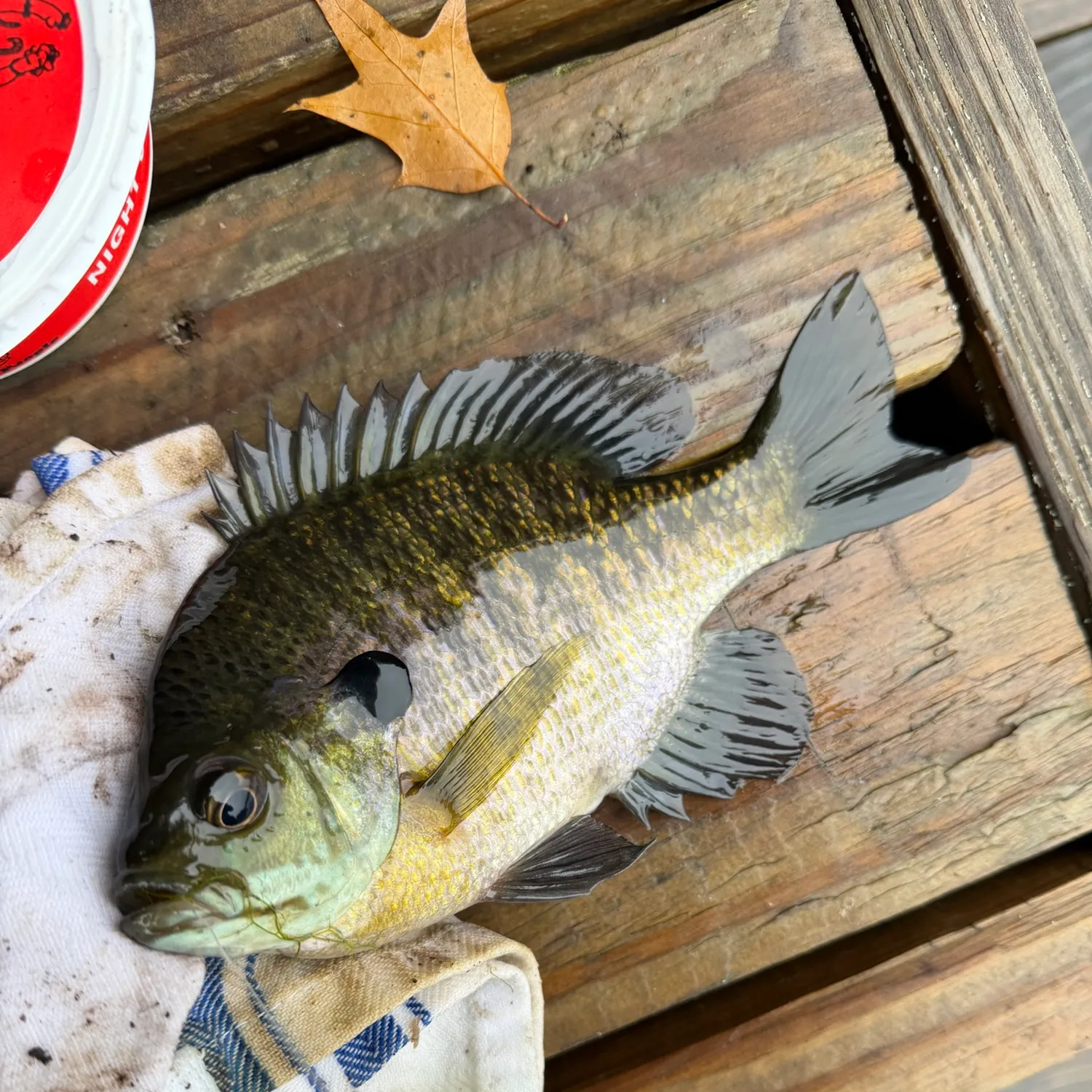 Bluegill caught on Fishbrain