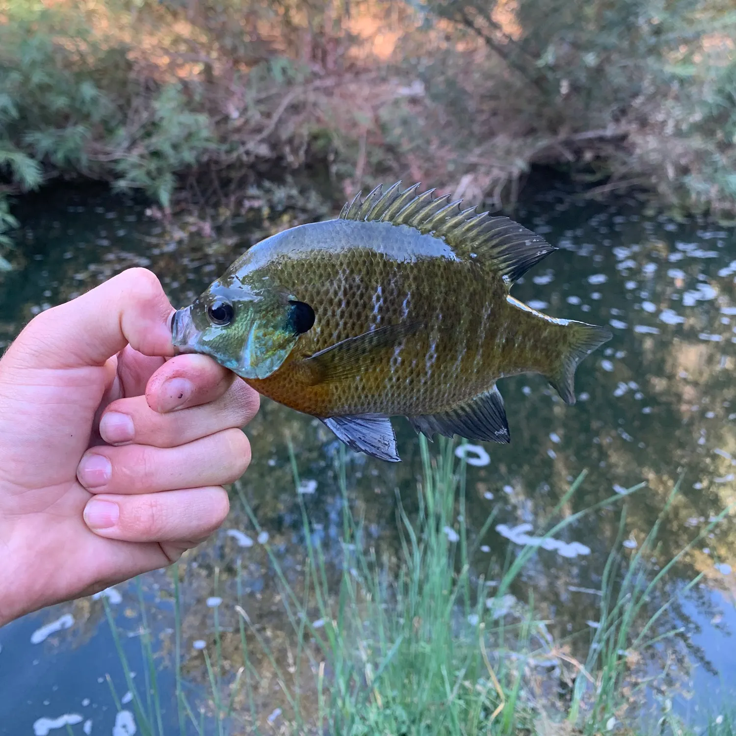 Bluegill caught on Fishbrain