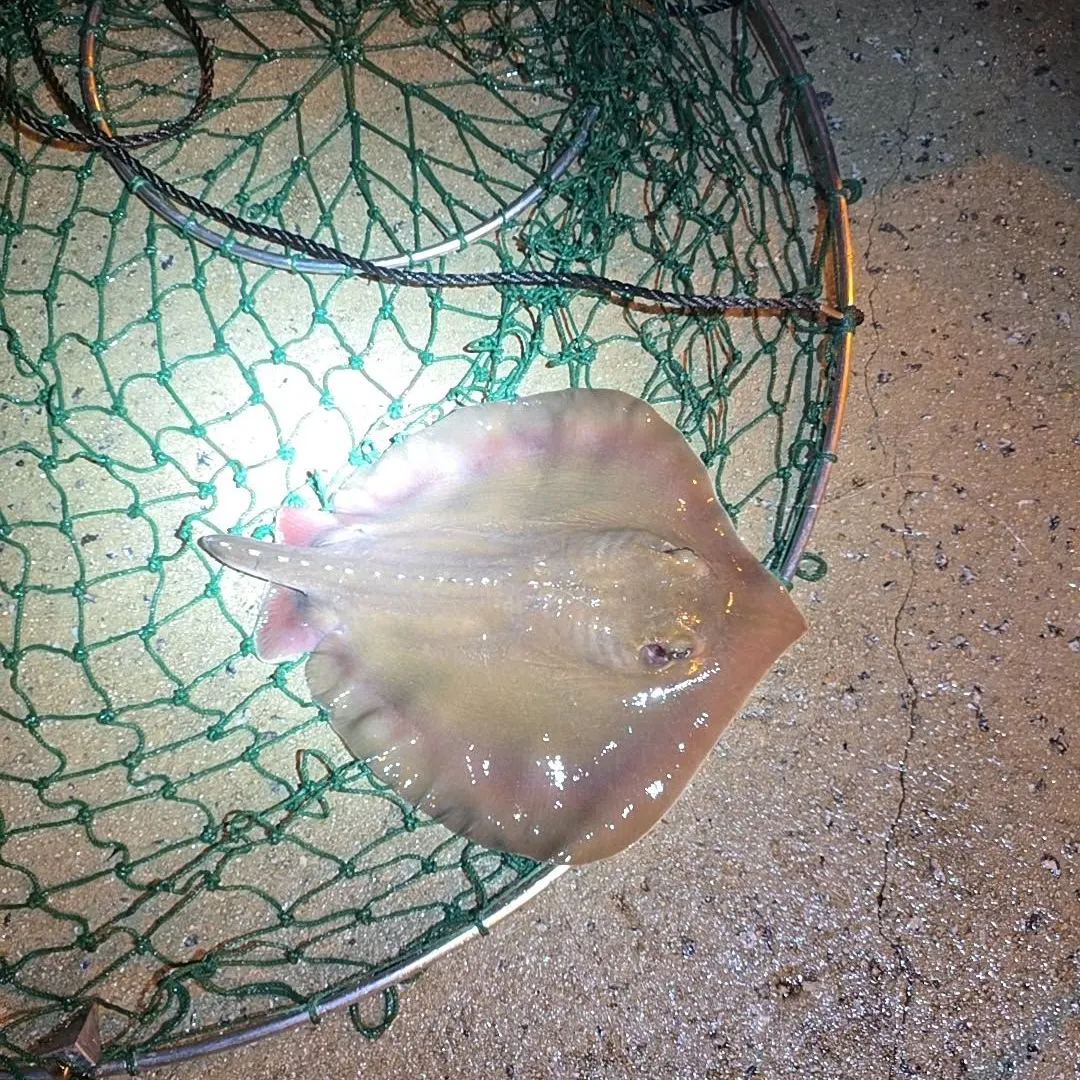 Atlantic stingray caught on Fishbrain