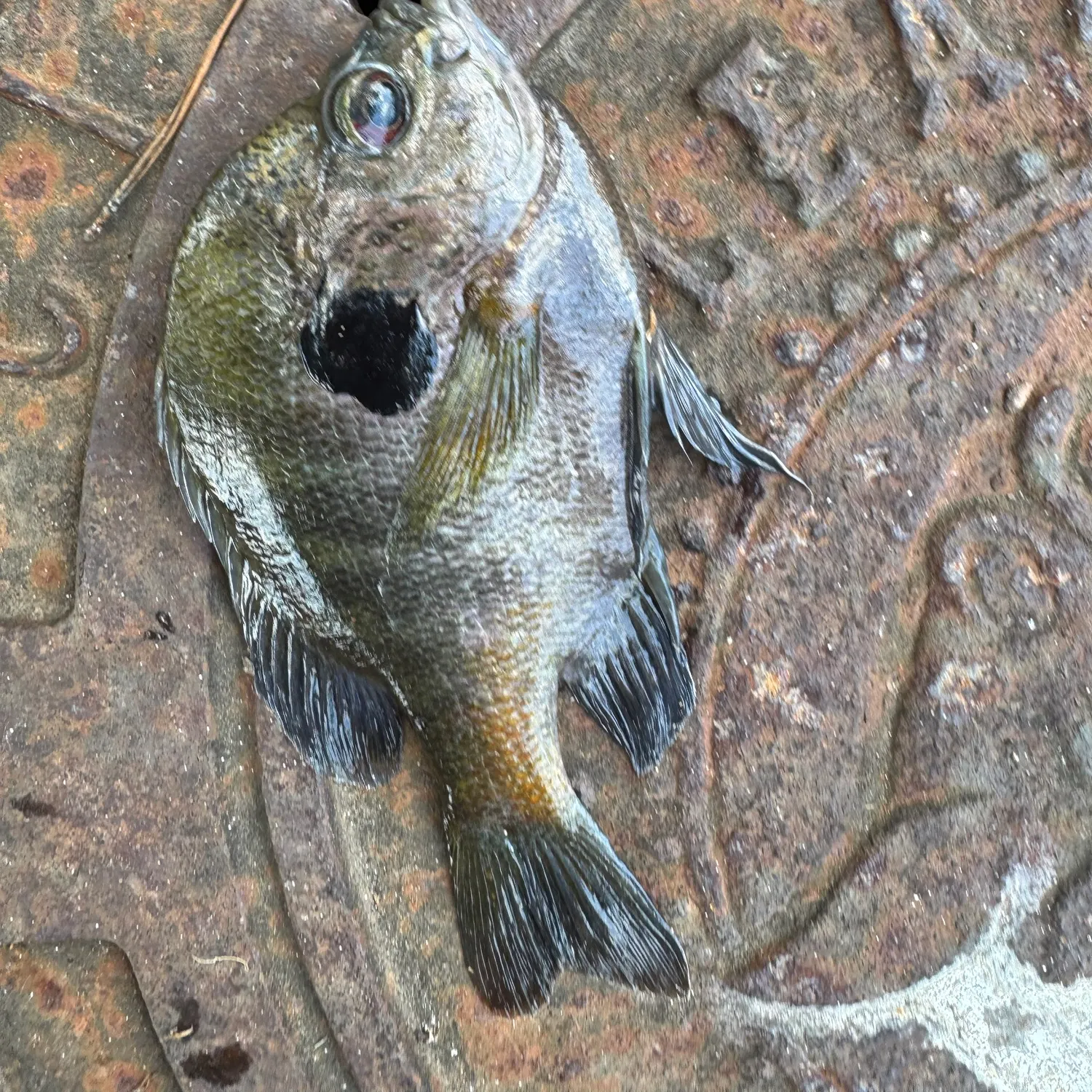 Greengill hybrid caught on Fishbrain