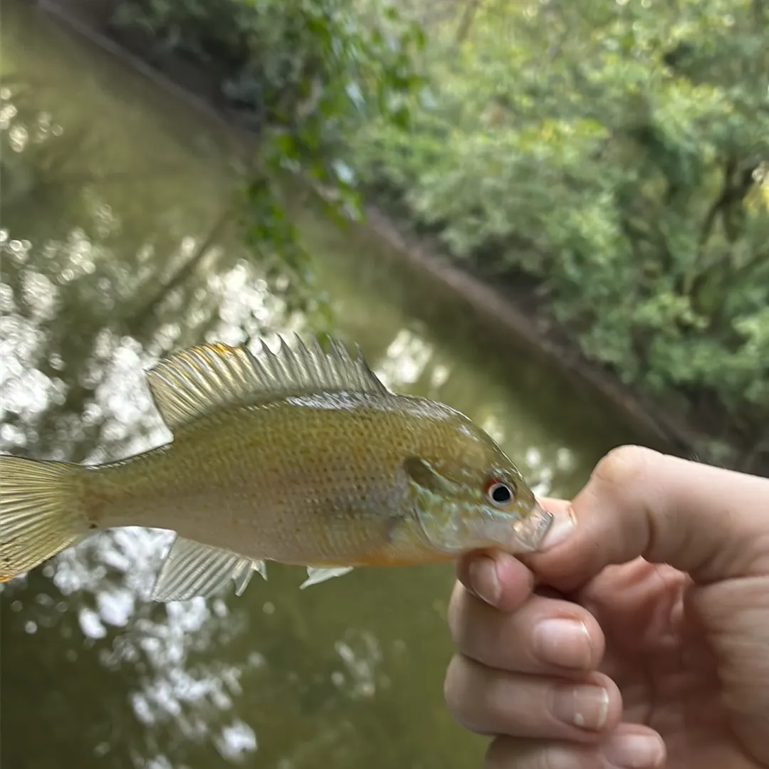 Redbreast sunfish caught on Fishbrain