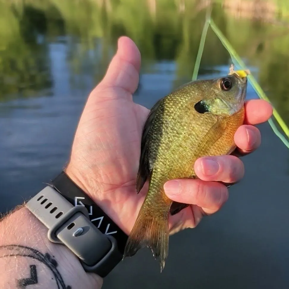Bluegill caught on Fishbrain