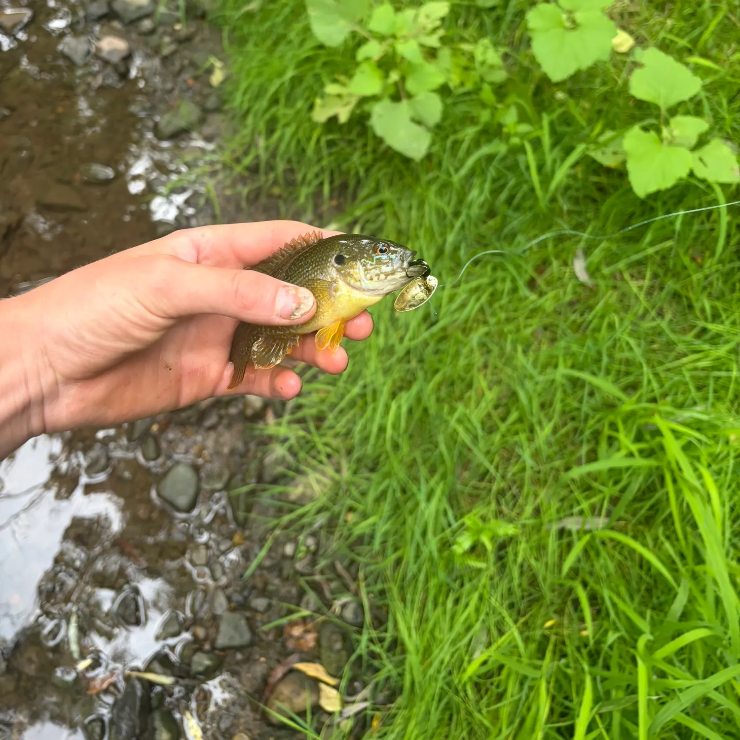 Green sunfish caught on Fishbrain