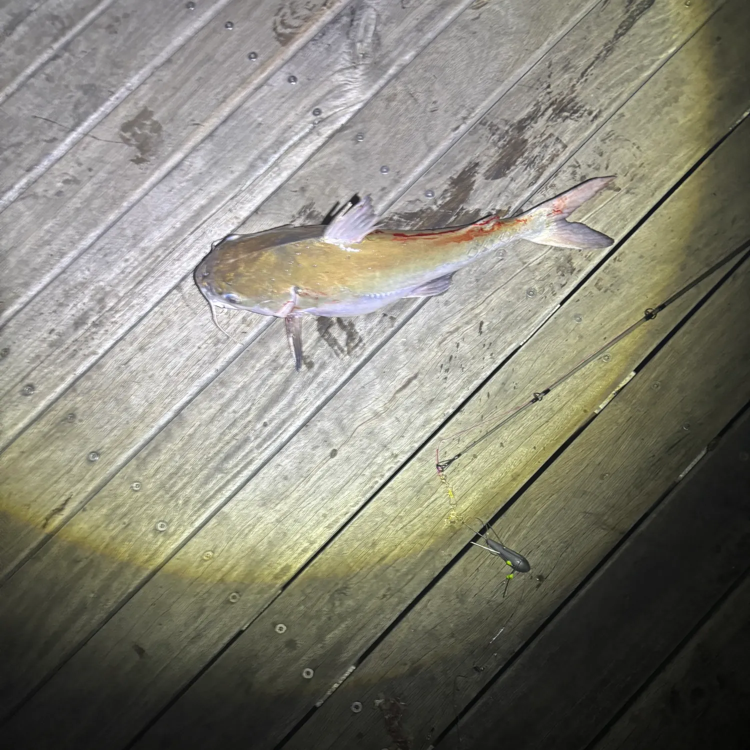 The most recent Salmon catfish catches on Fishbrain