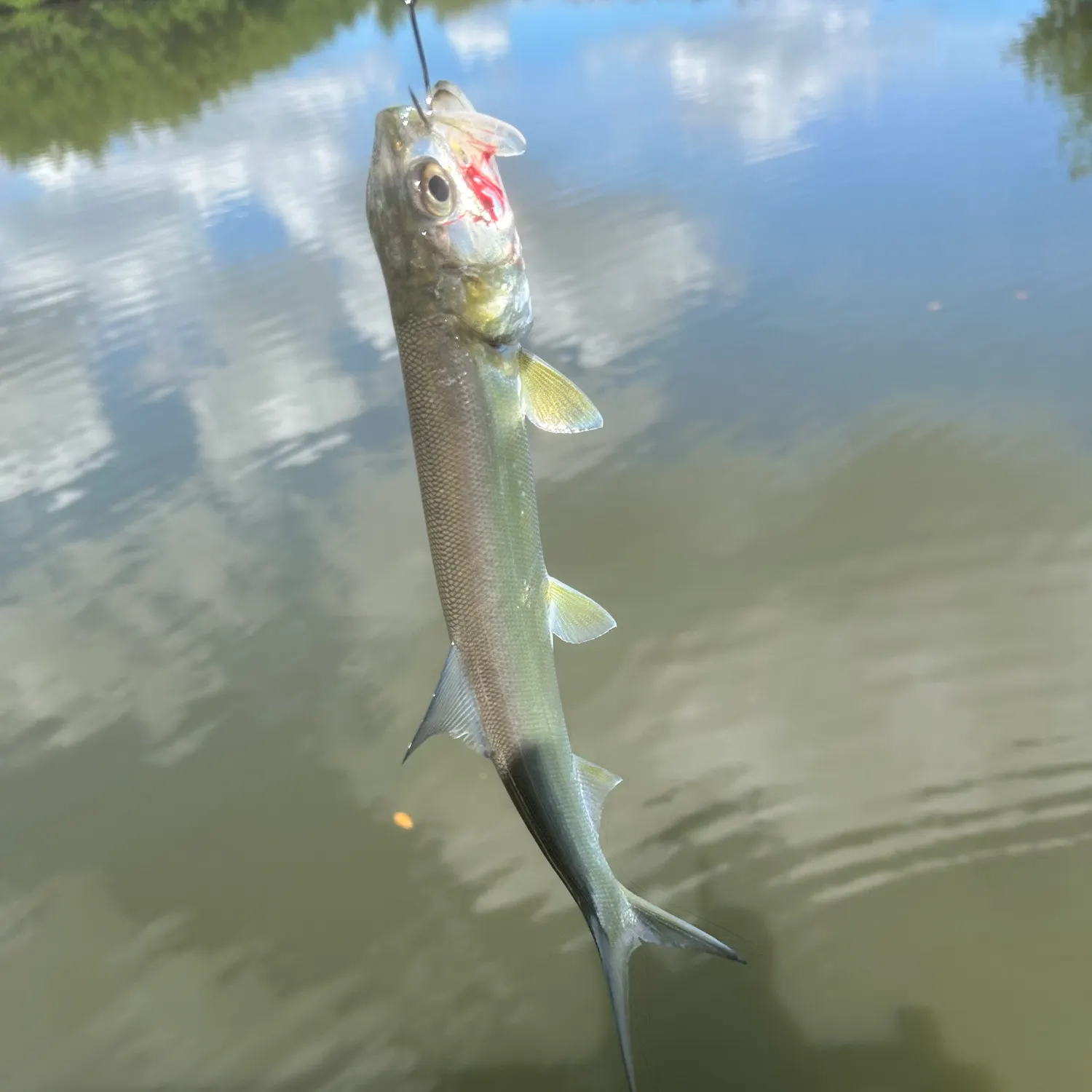 Ladyfish caught on Fishbrain