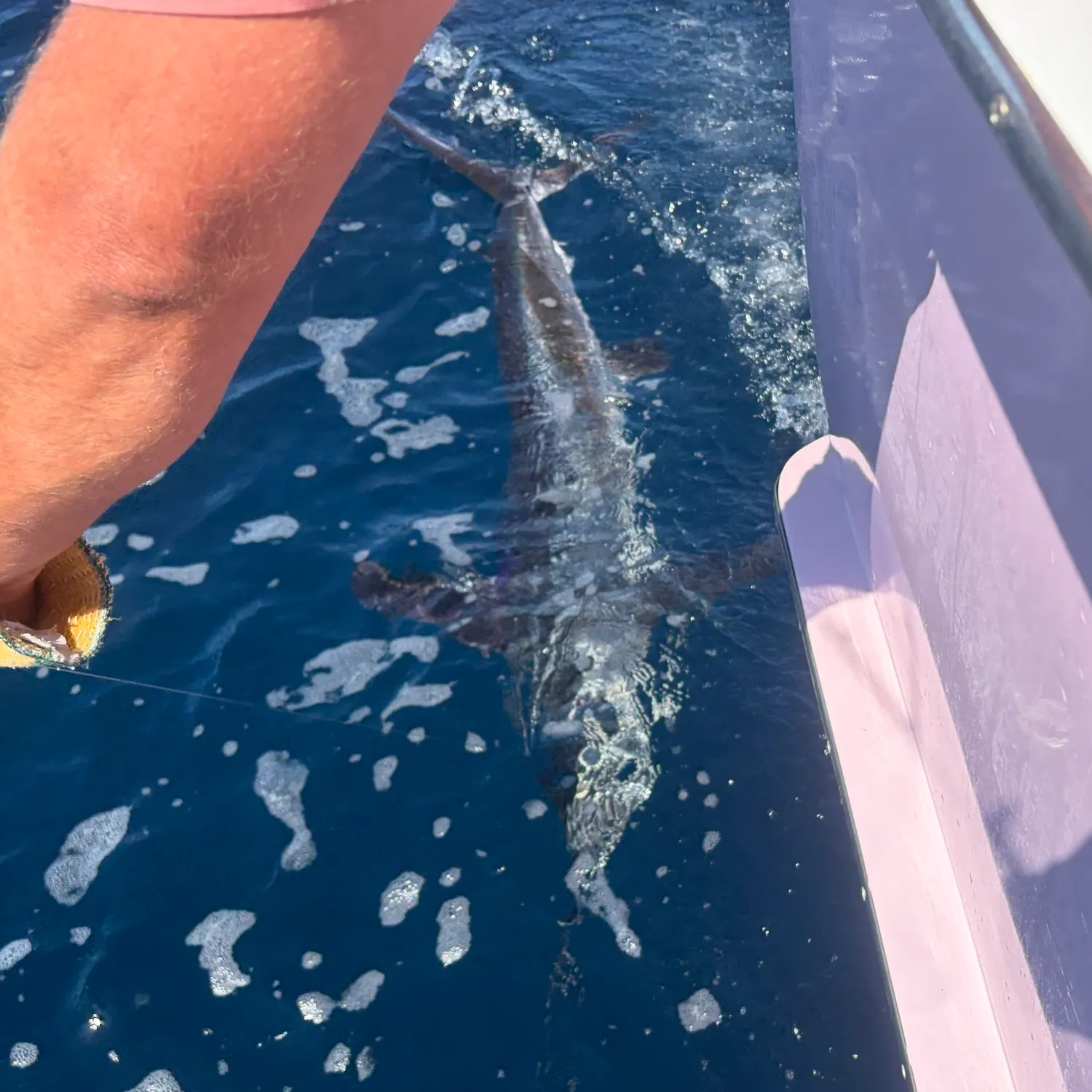 The most recent Atlantic white marlin catches on Fishbrain