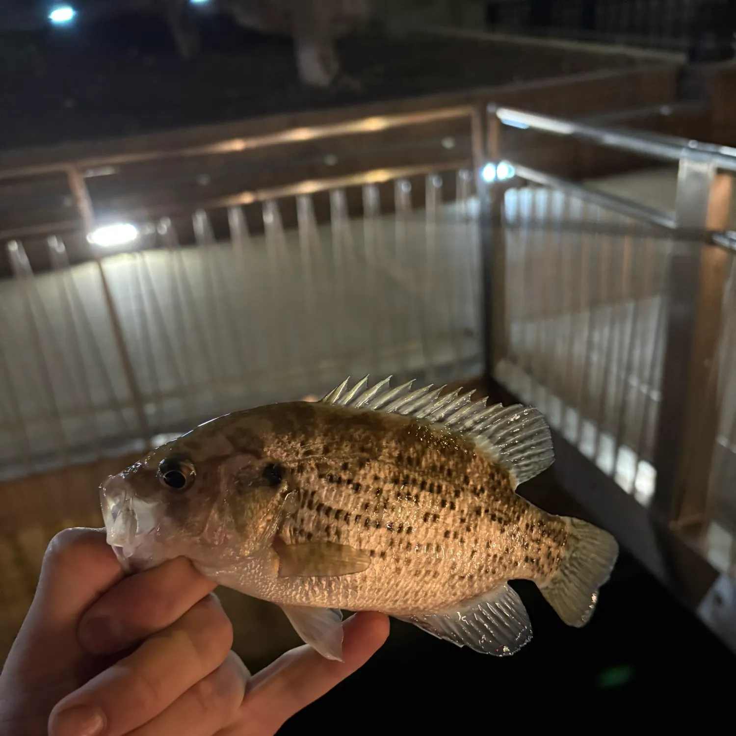 Rock bass caught on Fishbrain