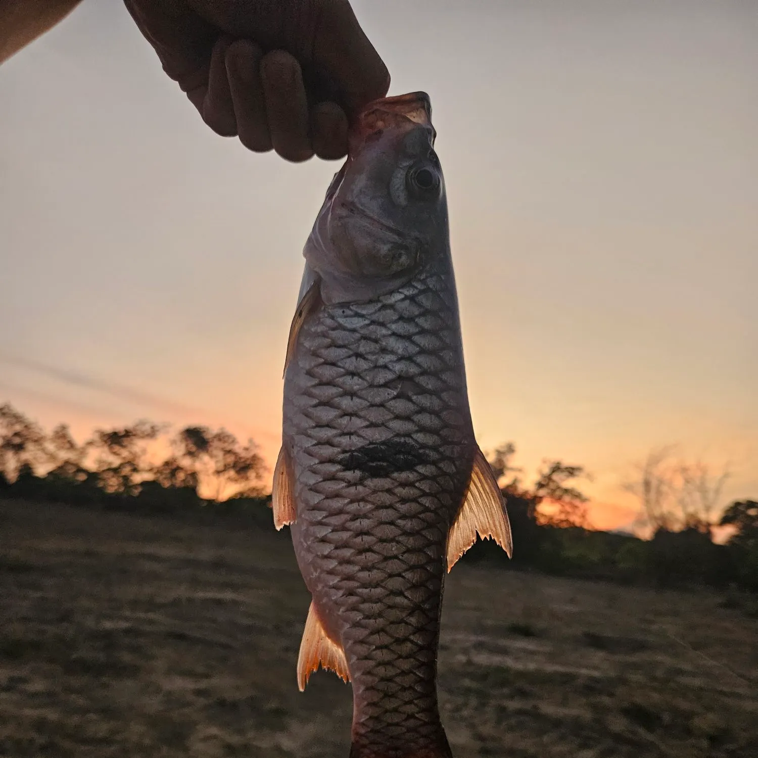 The most recent Hampala barb catches on Fishbrain