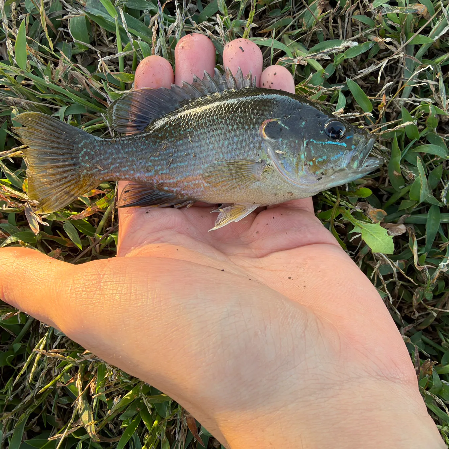 Green sunfish caught on Fishbrain