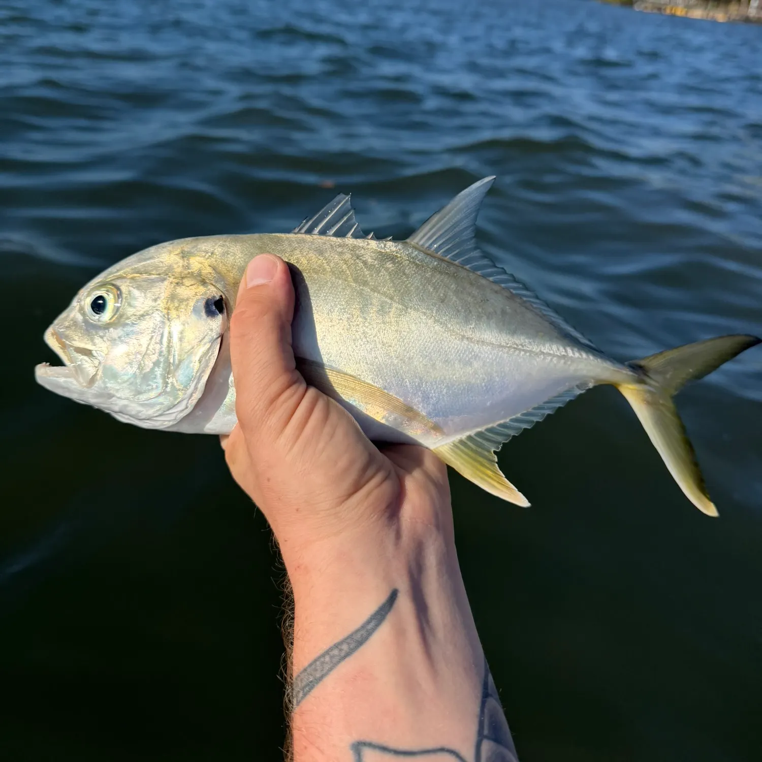 The most recent Crevalle jack catches on Fishbrain