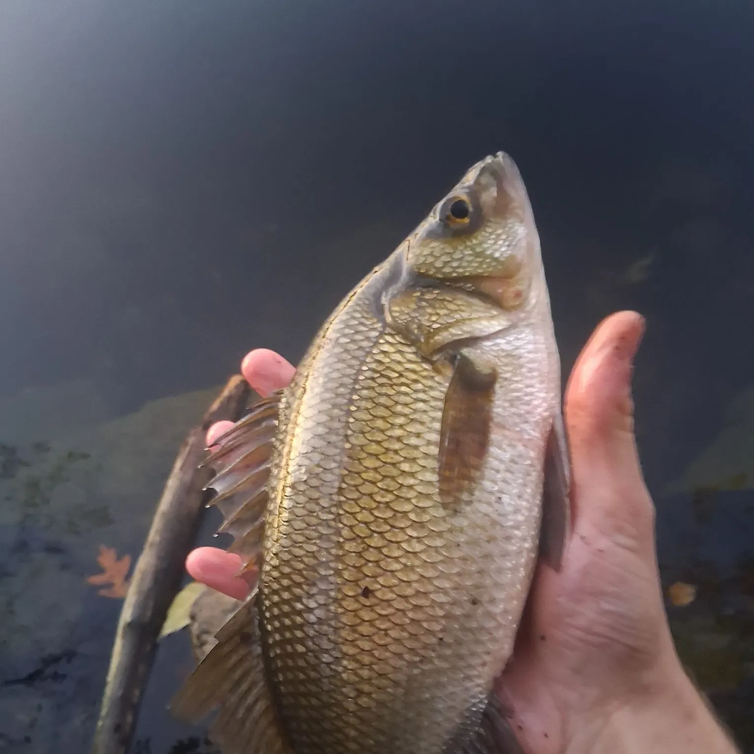 White perch caught on Fishbrain