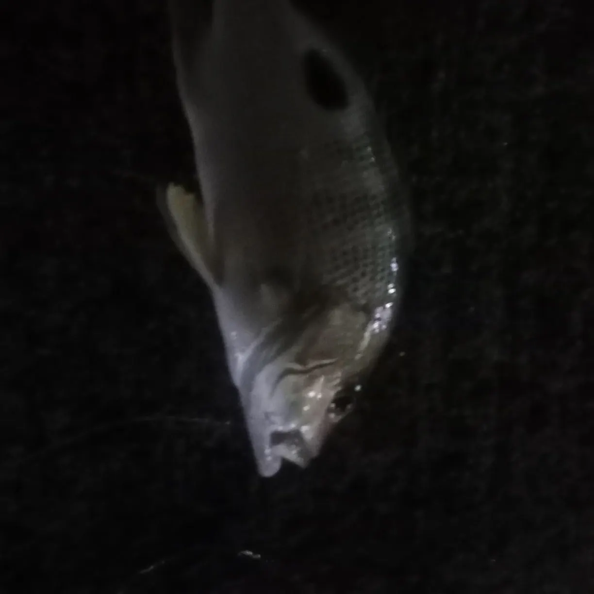 most liked catch image