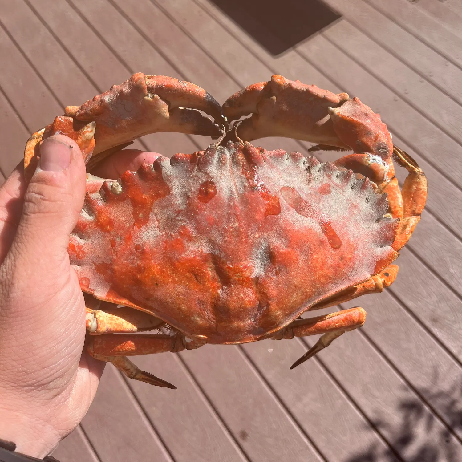 The most recent Red rock crab catches on Fishbrain