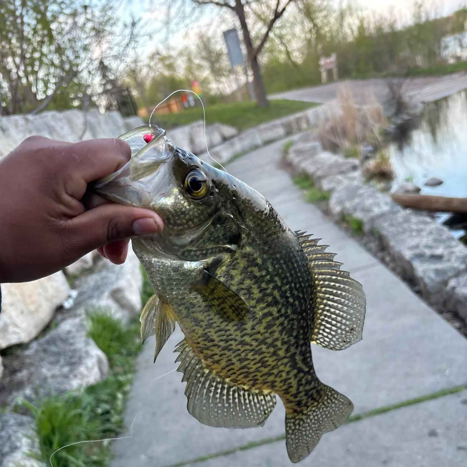 recently logged catches