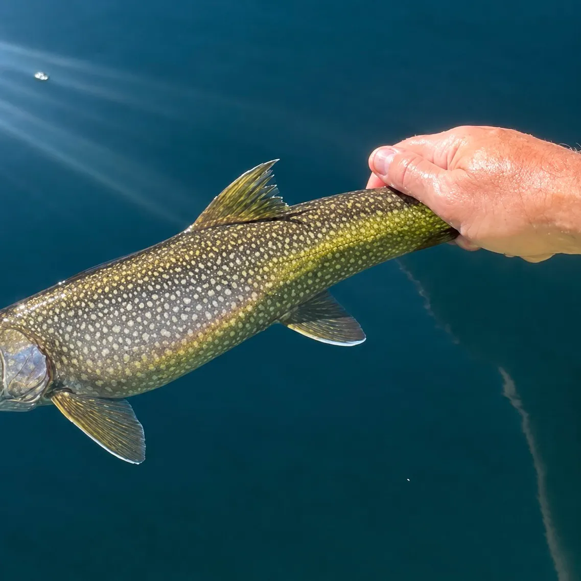 Lake char caught on Fishbrain