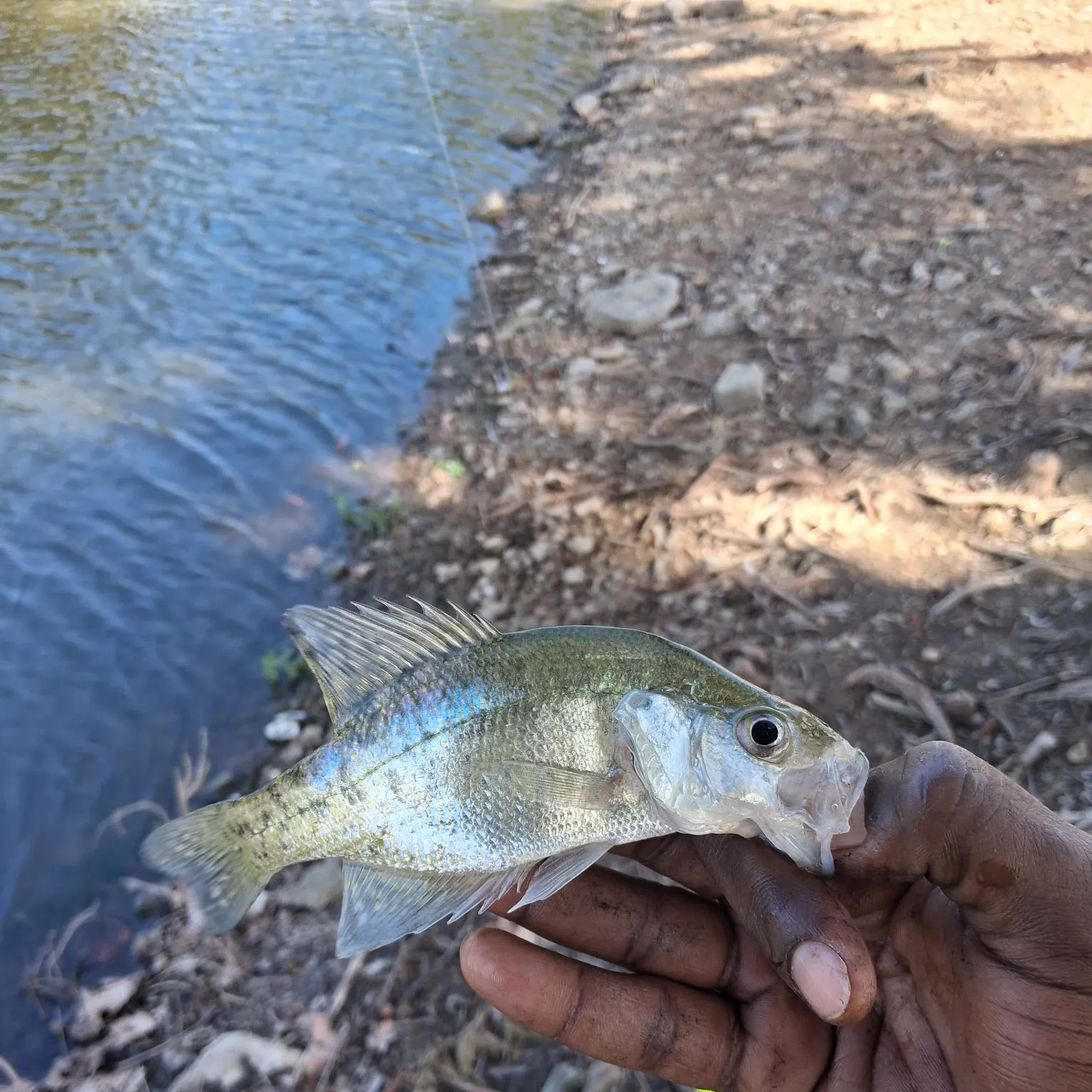 White crappie caught on Fishbrain
