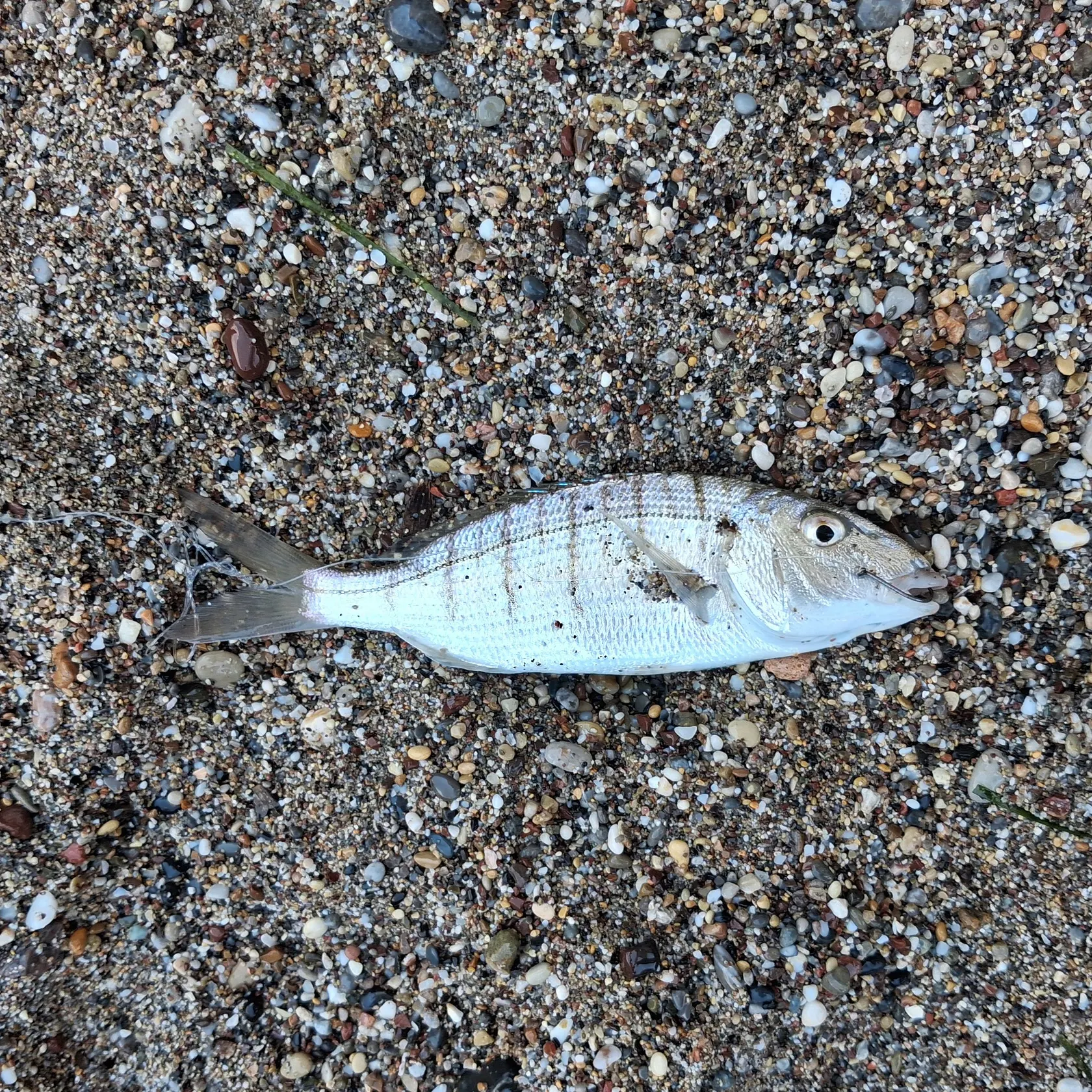 The most recent Striped seabream catches on Fishbrain
