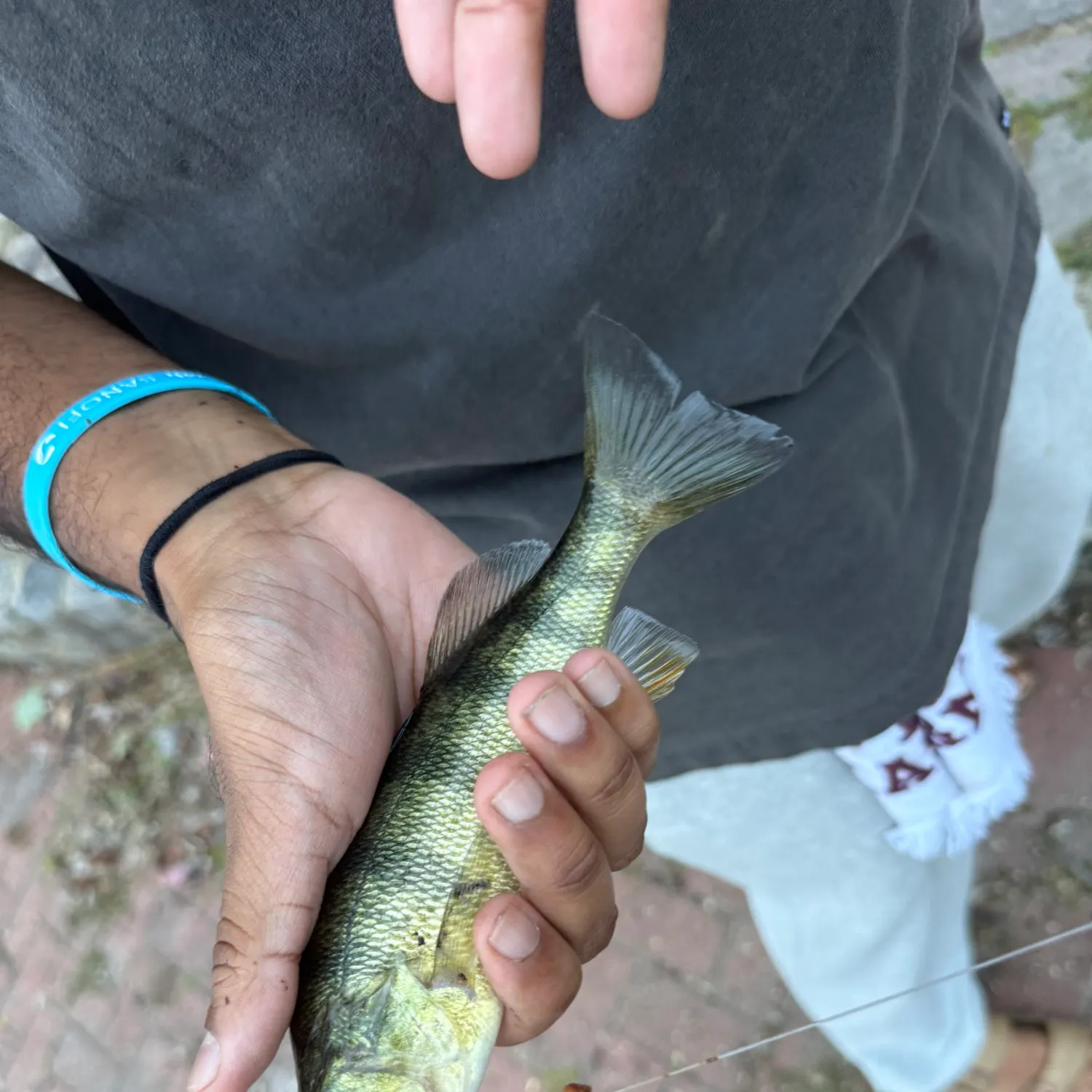Yellow perch caught on Fishbrain