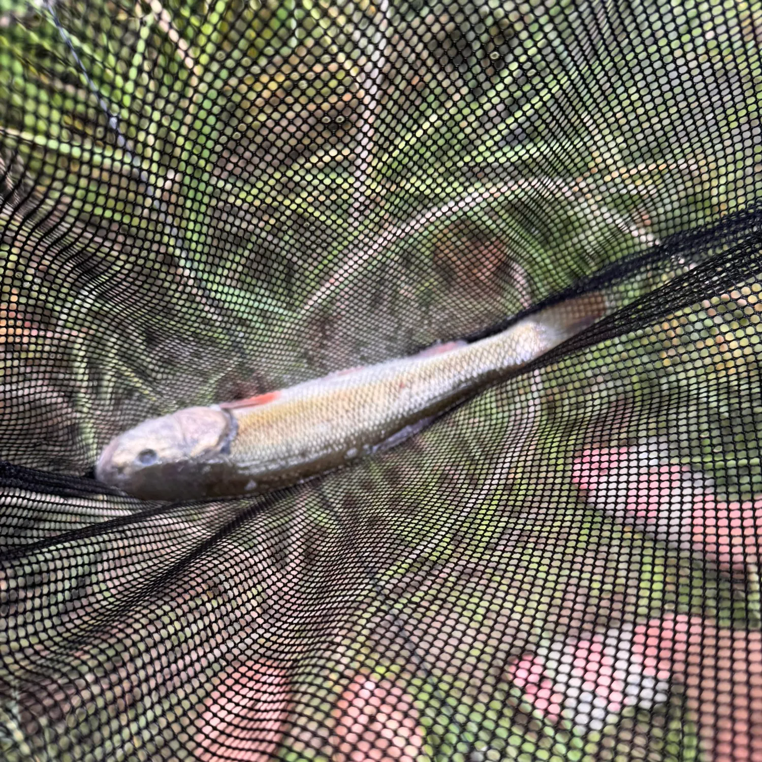 Creek chub caught on Fishbrain