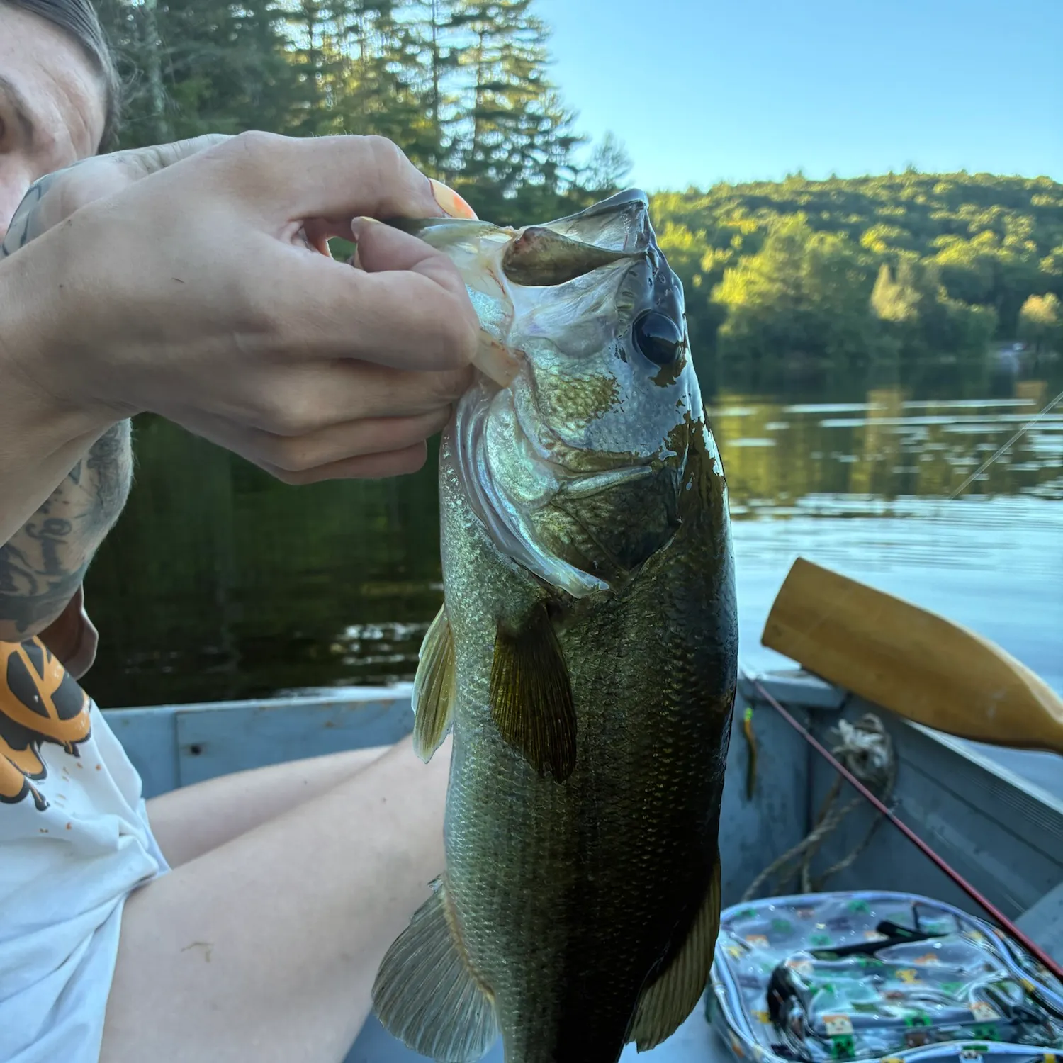 Largemouth bass caught on Fishbrain