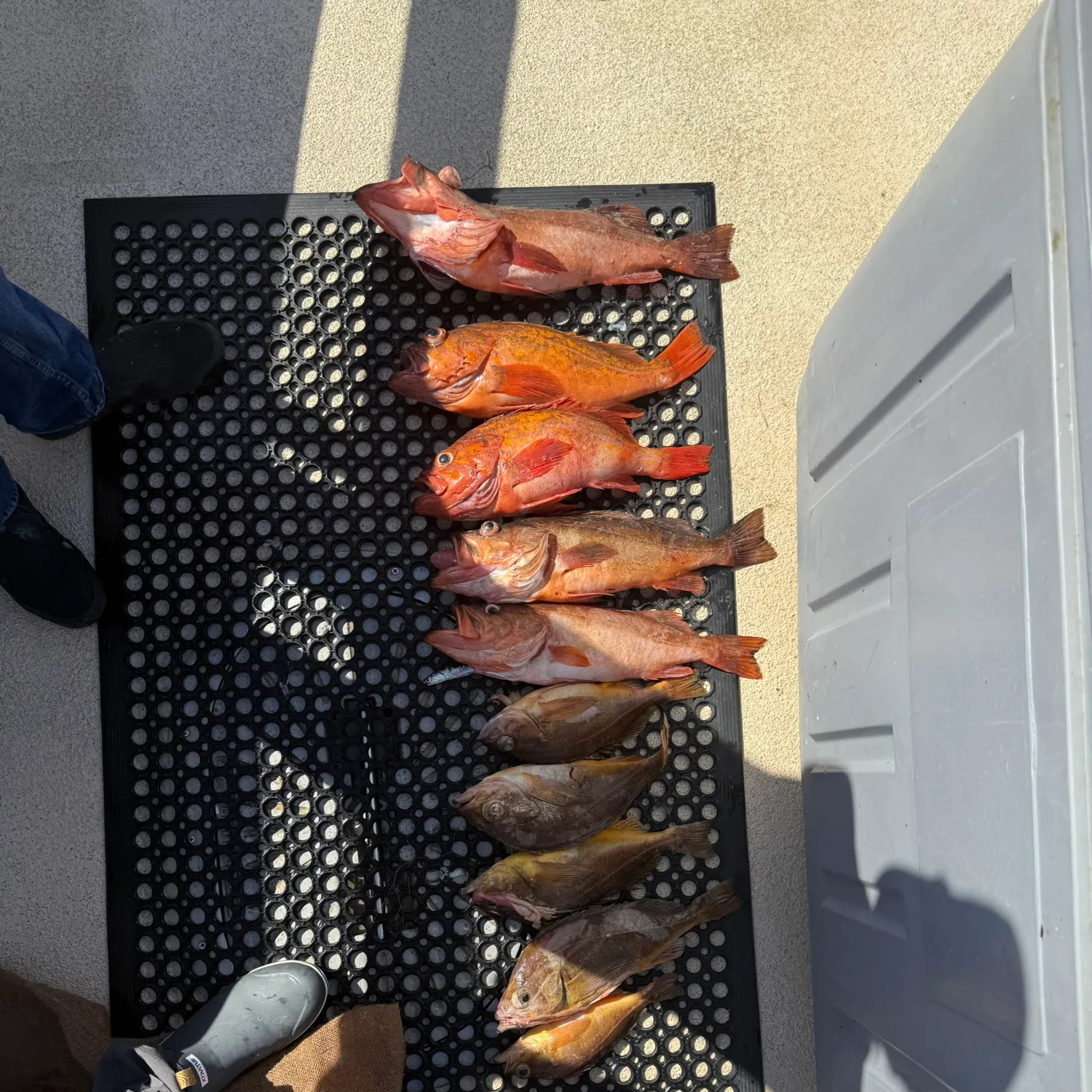 recently logged catches