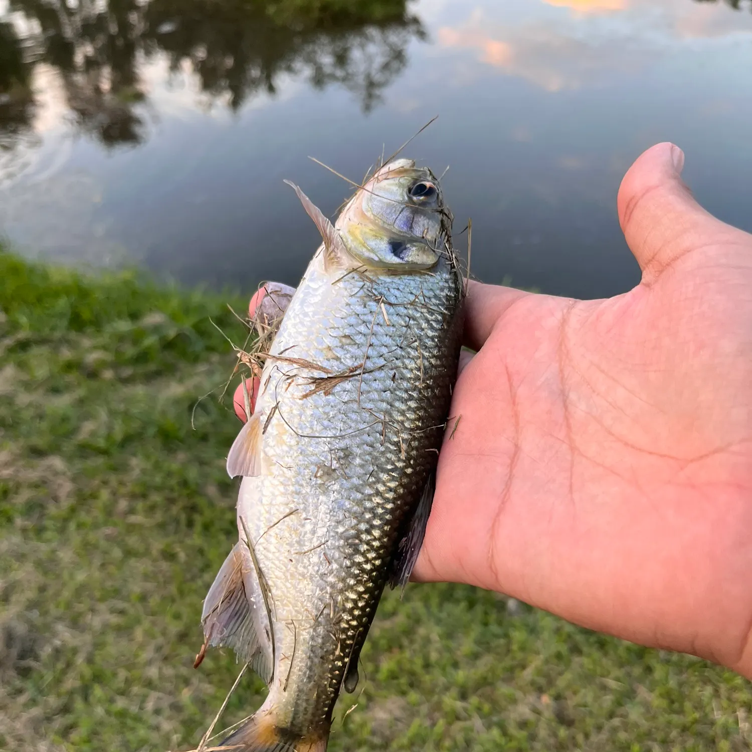 The most recent Sabaleta catches on Fishbrain