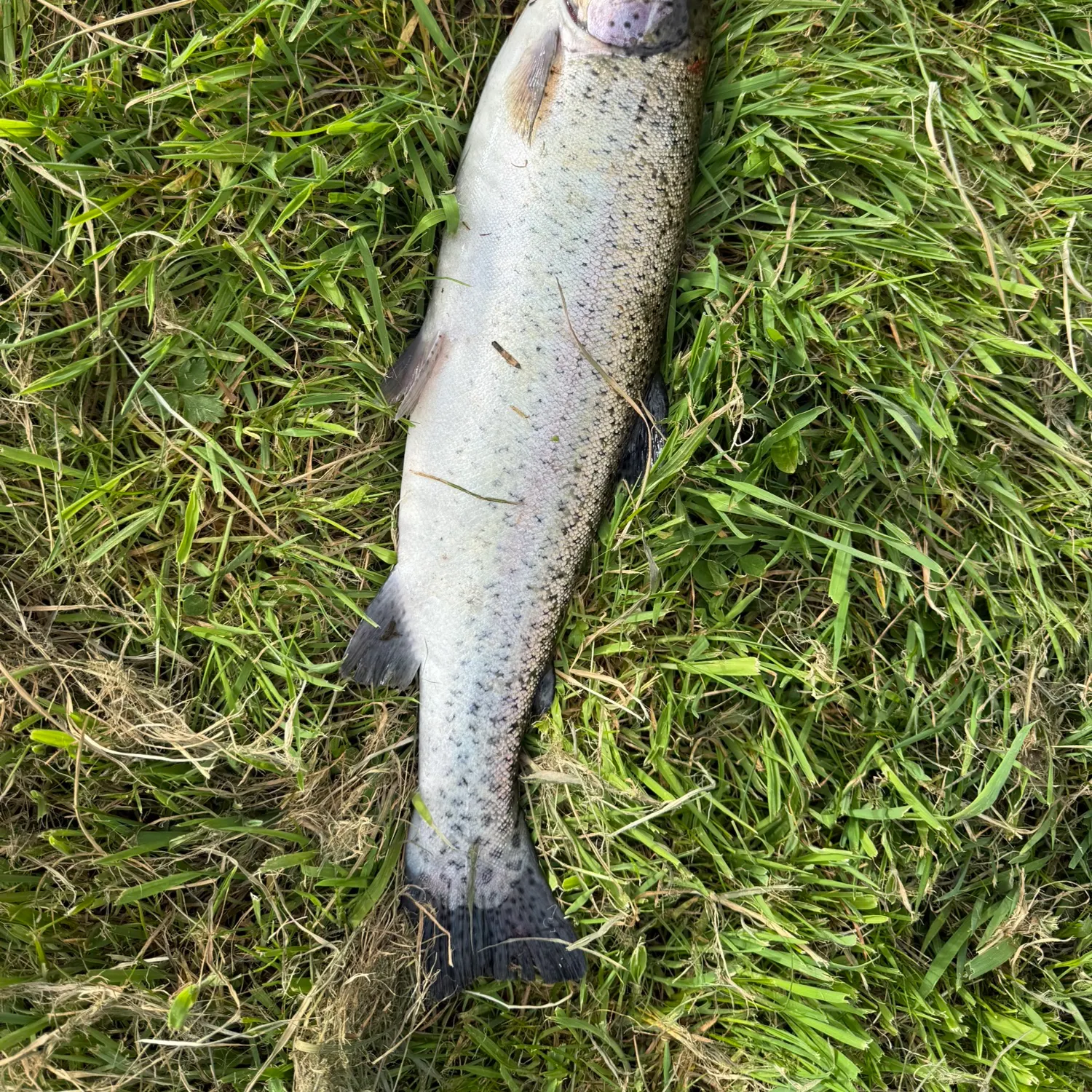 Rainbow trout caught on Fishbrain