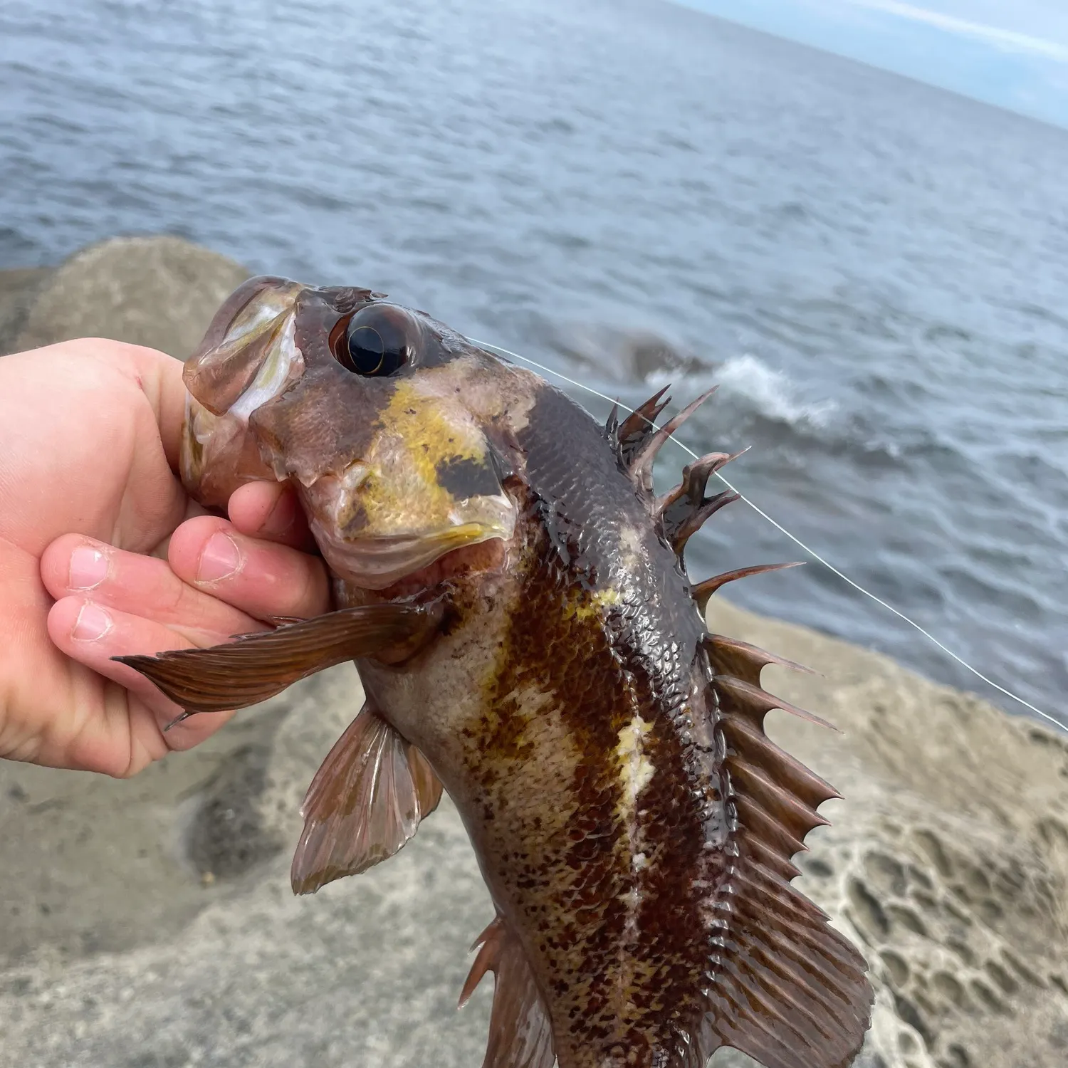 Copper rockfish caught on Fishbrain