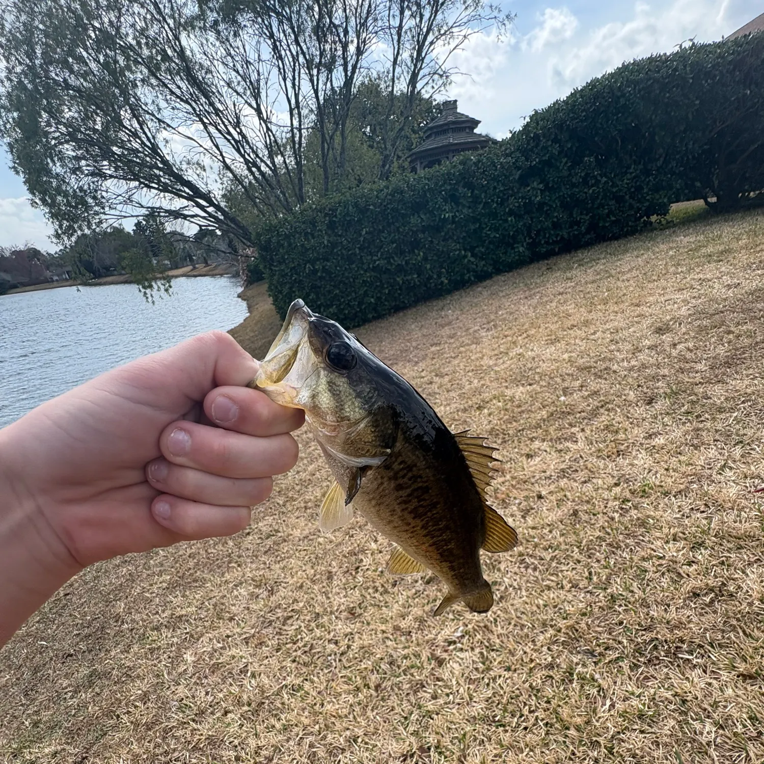 The most recent Largemouth bass catches on Fishbrain
