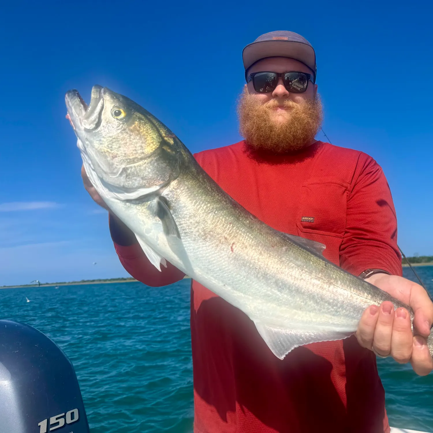 Bluefish caught on Fishbrain