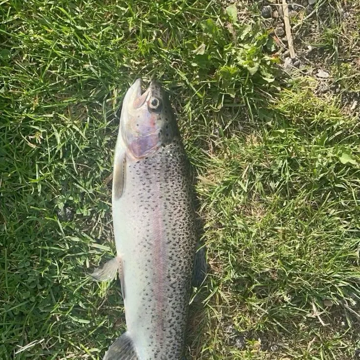 Cutbow caught on Fishbrain