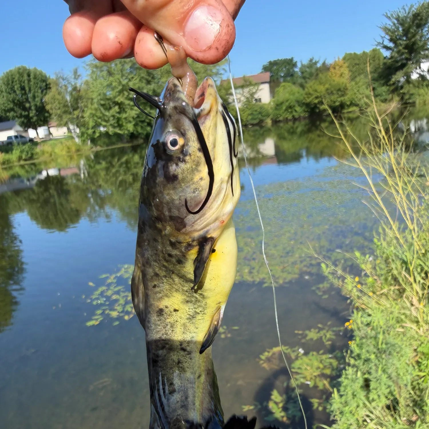 The most recent Spotted bullhead catches on Fishbrain