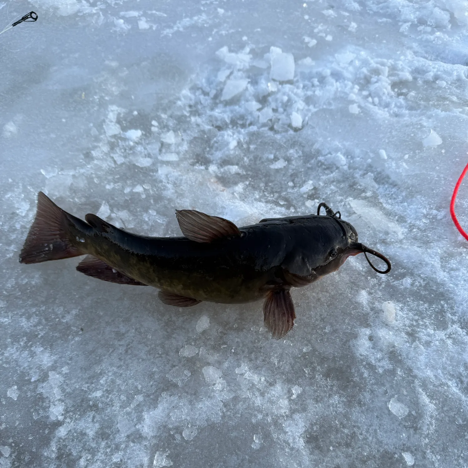 The most recent Brown bullhead catches on Fishbrain