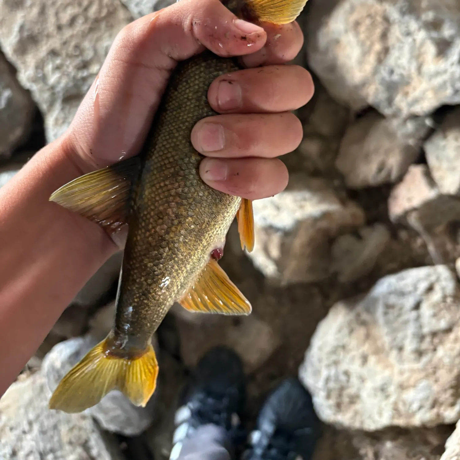 Northern pikeminnow caught on Fishbrain