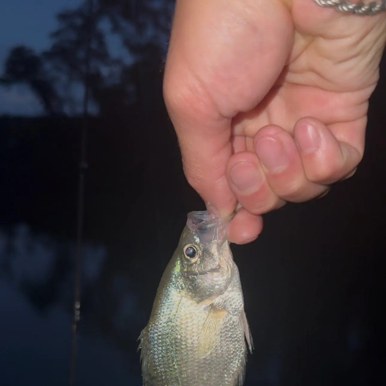 White crappie caught on Fishbrain