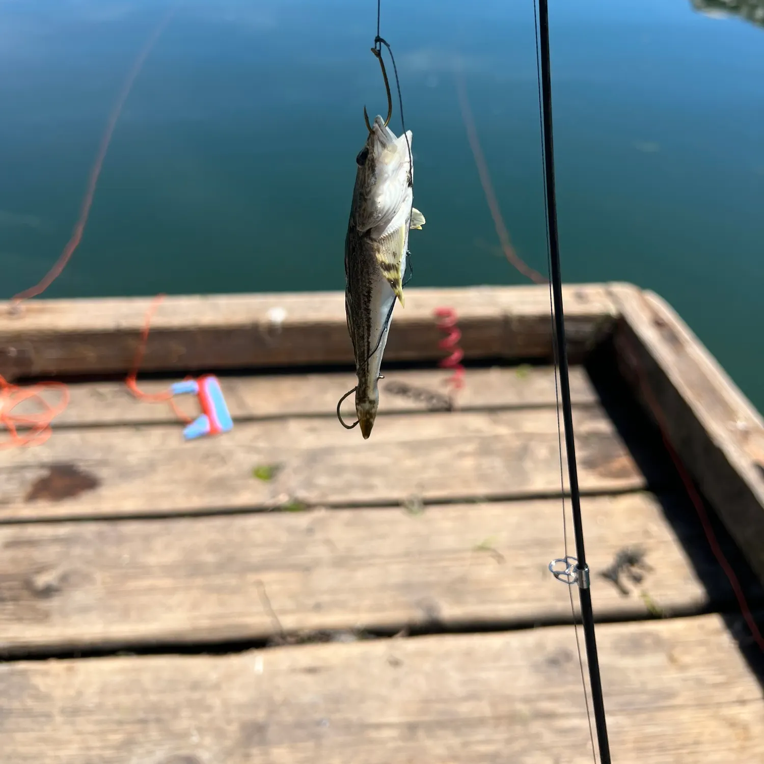 The most recent Spinyhead sculpin catches on Fishbrain
