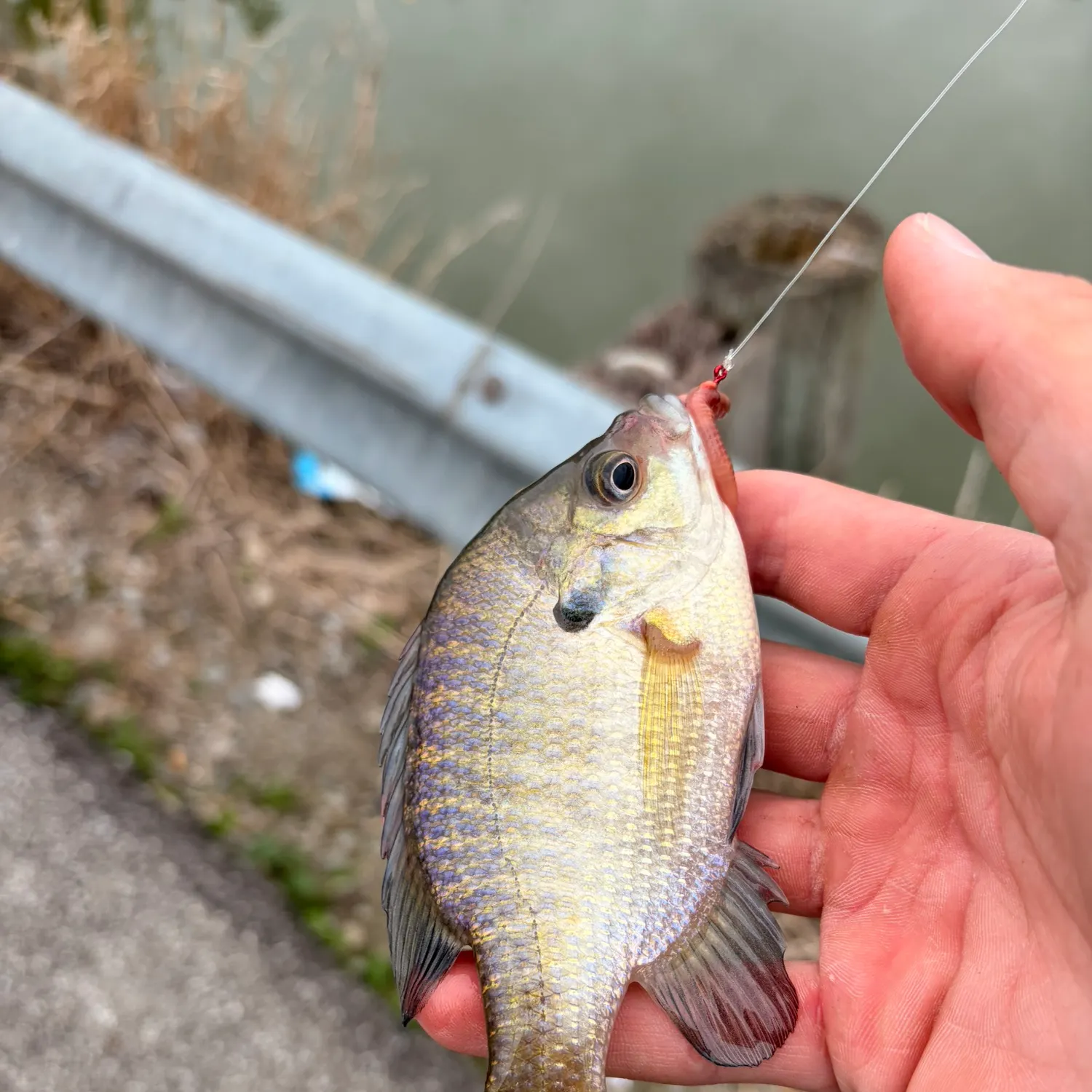Bluegill caught on Fishbrain