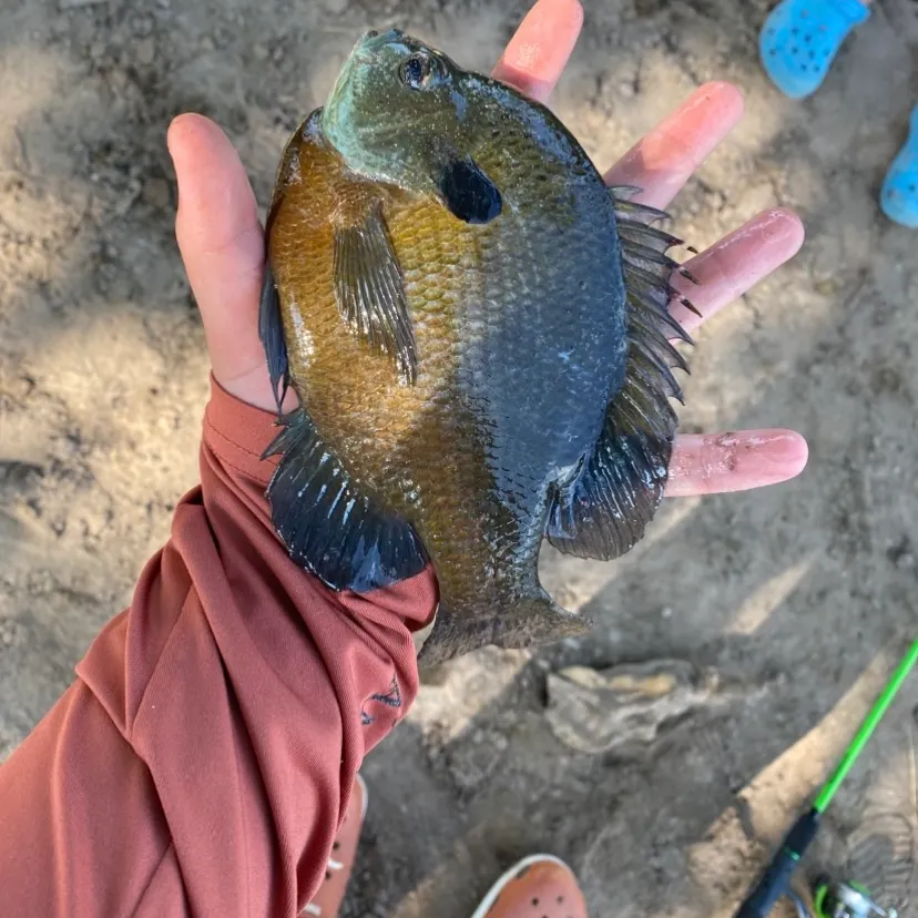The most recent Redbreast sunfish catches on Fishbrain