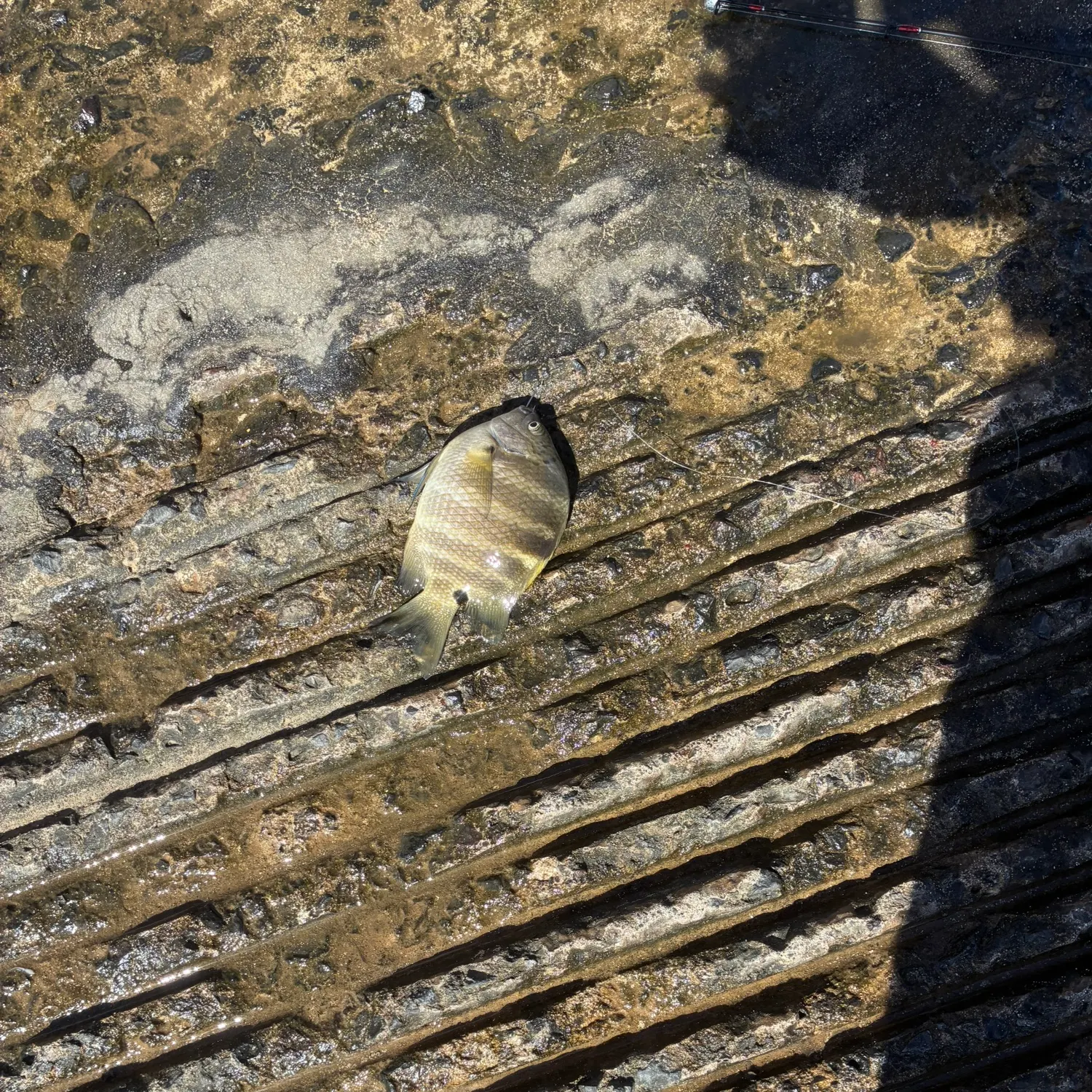 The most recent Blackspot sergeant catches on Fishbrain